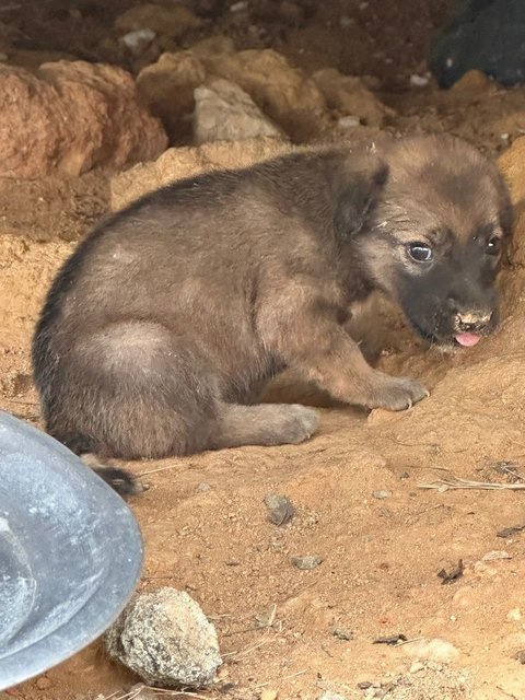 Little Miss Raccoon Bear - Mixed Breed Dog