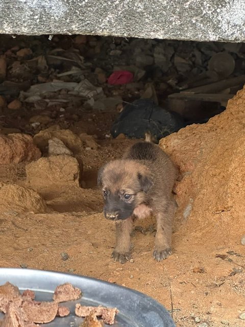 Little Miss Raccoon Bear - Mixed Breed Dog