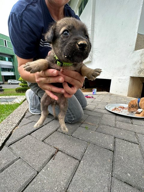 Little Miss Raccoon Bear - Mixed Breed Dog