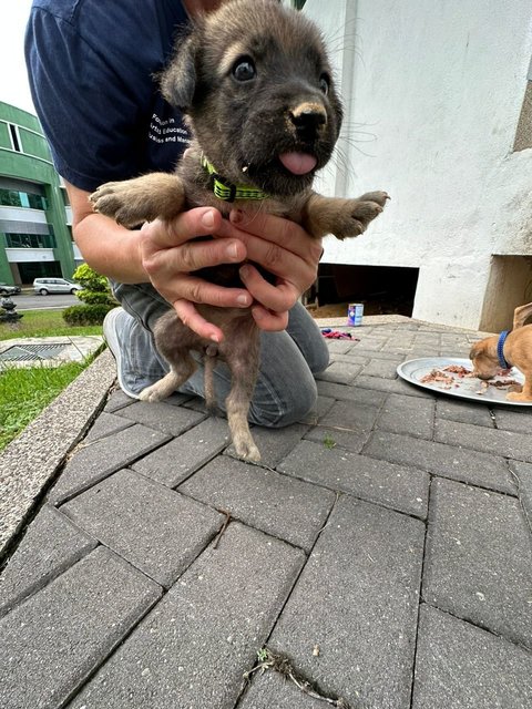 Little Miss Raccoon Bear - Mixed Breed Dog