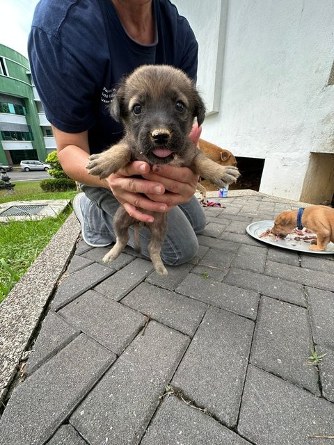 Little Miss Raccoon Bear - Mixed Breed Dog