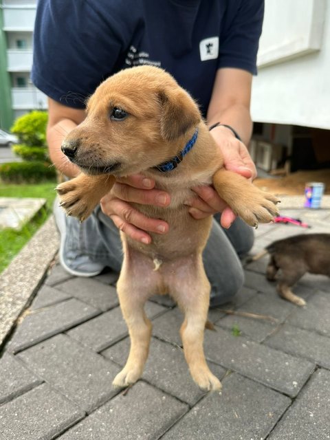 Mr Trotter The Baby Otter - Mixed Breed Dog