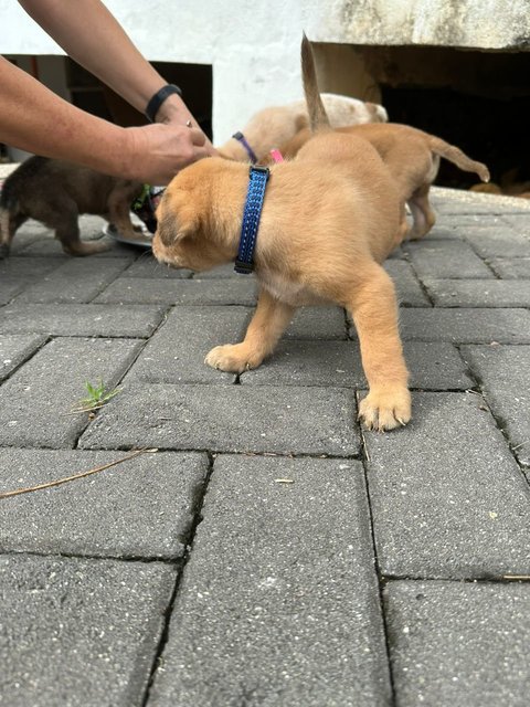 Mr Trotter The Baby Otter - Mixed Breed Dog