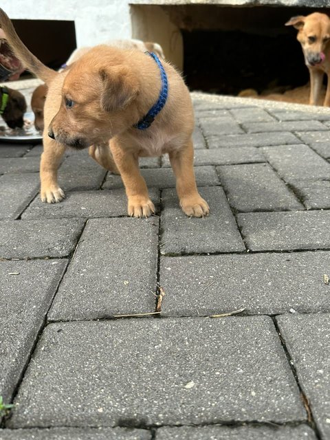 Mr Trotter The Baby Otter - Mixed Breed Dog