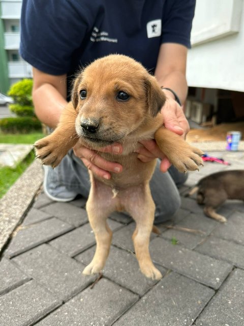 Mr Trotter The Baby Otter - Mixed Breed Dog