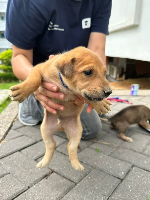 Mr Trotter The Baby Otter - Mixed Breed Dog