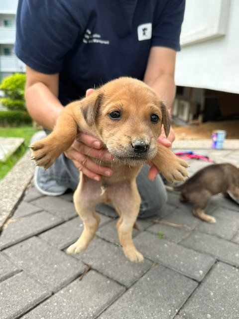 Mr Trotter The Baby Otter - Mixed Breed Dog