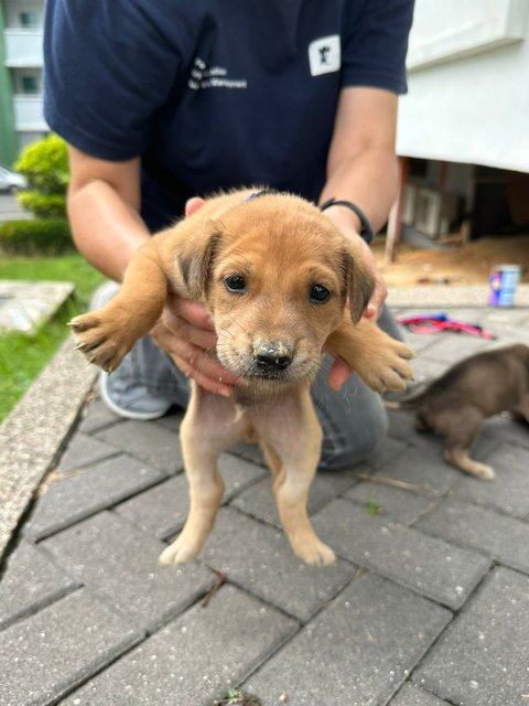 Mr Trotter The Baby Otter - Mixed Breed Dog