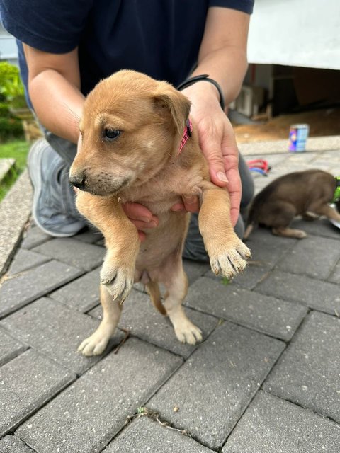 Princess Cupcake Of Candy Mountain - Mixed Breed Dog