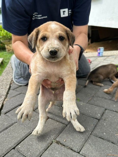 Spotty Mcphee - Mixed Breed Dog