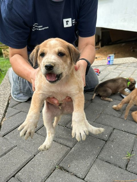 Spotty Mcphee - Mixed Breed Dog