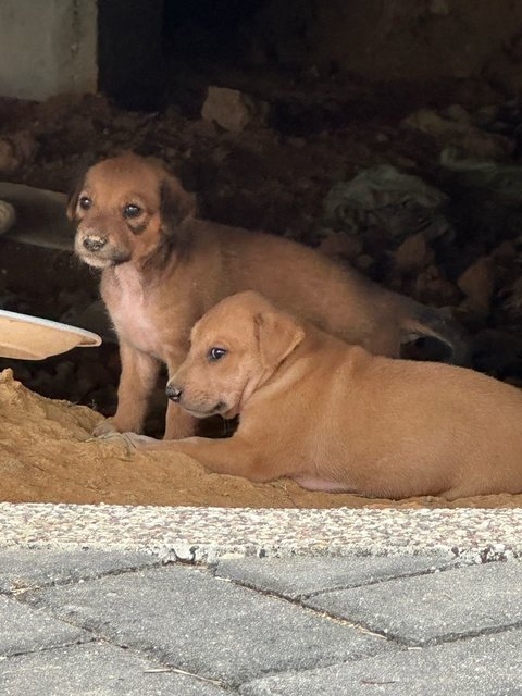 Chonkaroni Macaroni - Mixed Breed Dog