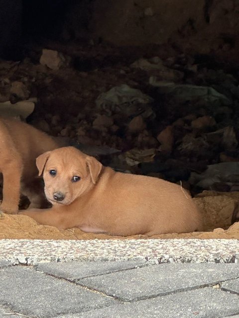 Chonkaroni Macaroni - Mixed Breed Dog