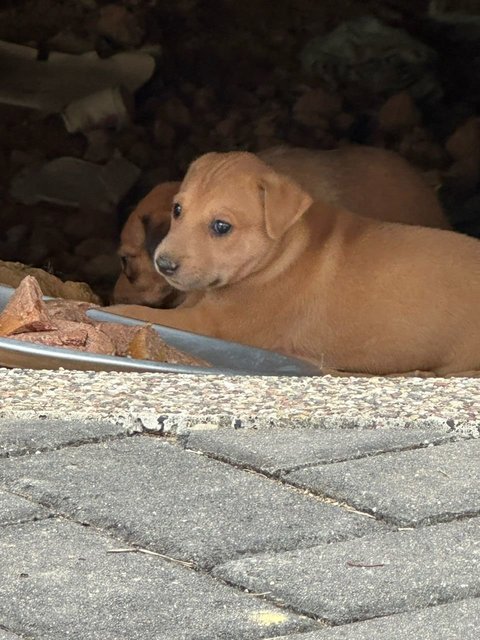 Chonkaroni Macaroni - Mixed Breed Dog