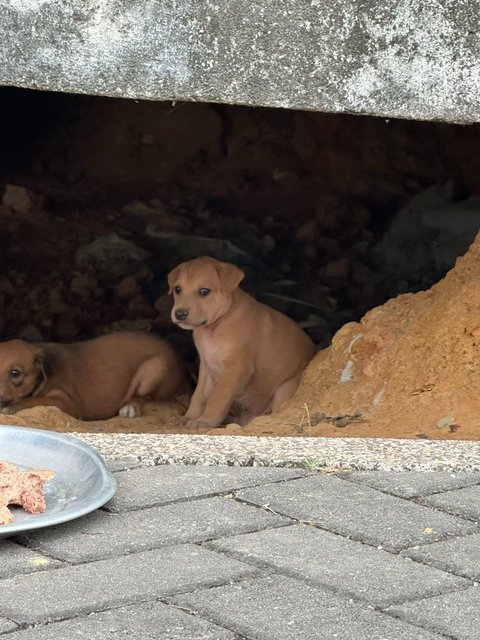 Chonkaroni Macaroni - Mixed Breed Dog