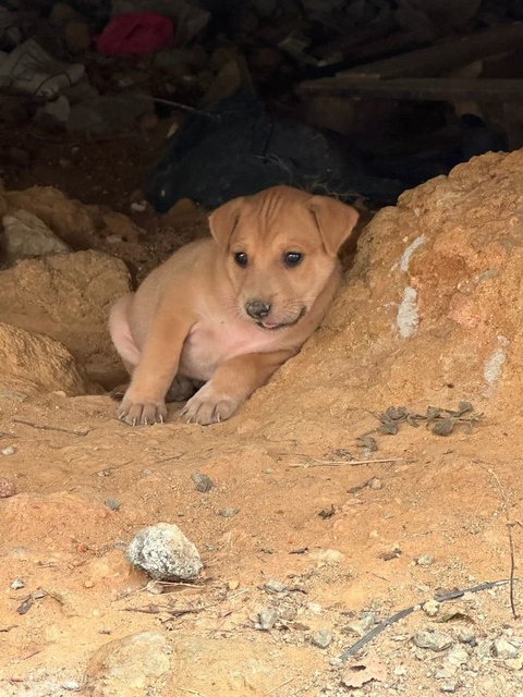 Chonkaroni Macaroni - Mixed Breed Dog