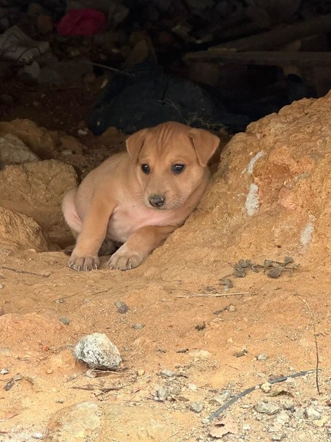 Chonkaroni Macaroni - Mixed Breed Dog