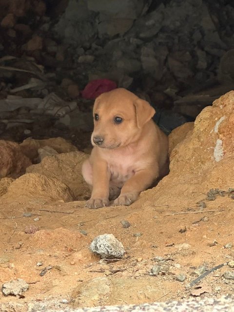 Chonkaroni Macaroni - Mixed Breed Dog