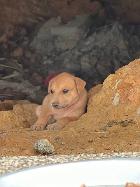 Chonkaroni Macaroni - Mixed Breed Dog