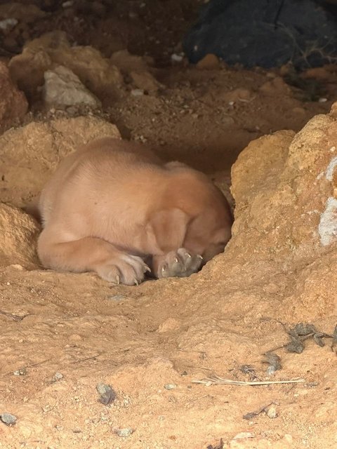 Chonkaroni Macaroni - Mixed Breed Dog