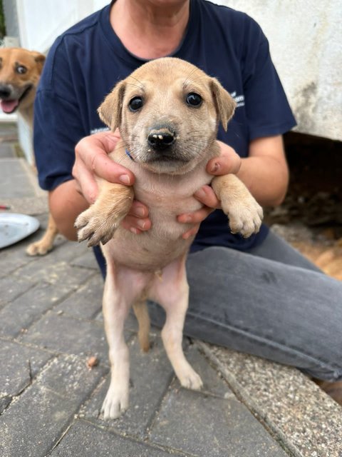 Bloop Bloop - Mixed Breed Dog