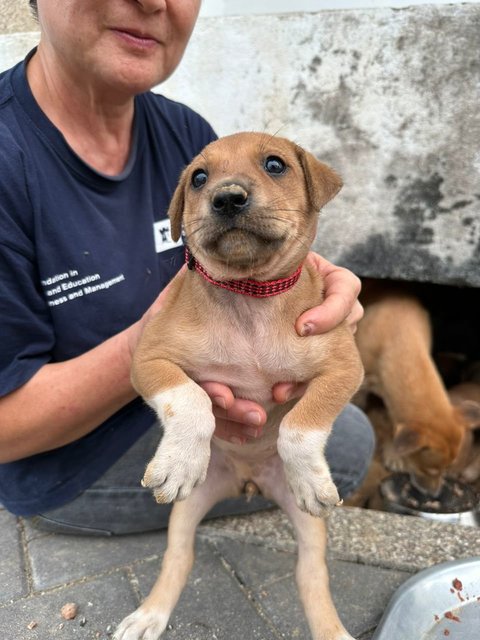 Potato Chip - Mixed Breed Dog