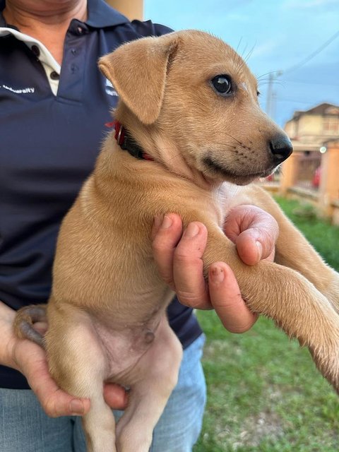 Potato Chip - Mixed Breed Dog