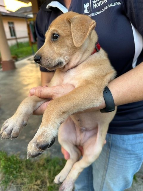 Potato Chip - Mixed Breed Dog