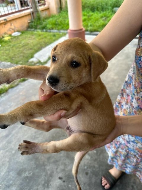 Potato Chip - Mixed Breed Dog