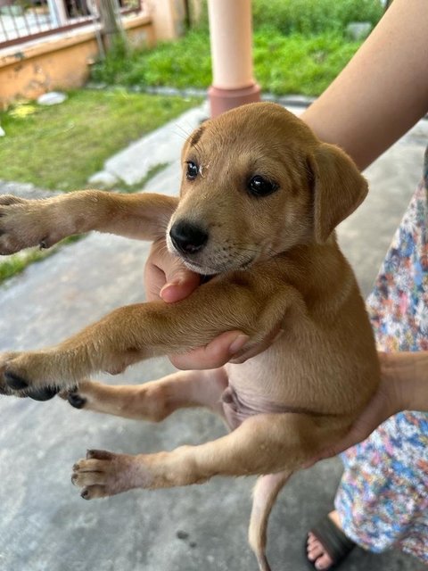 Potato Chip - Mixed Breed Dog