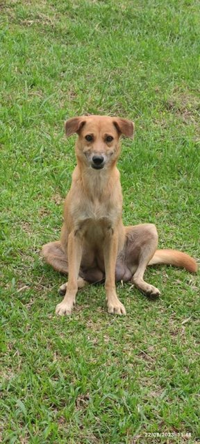 Lady Happy Ruby Rosy - Mixed Breed Dog