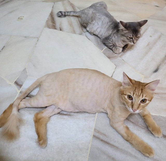 Lion - Domestic Long Hair + Domestic Medium Hair Cat