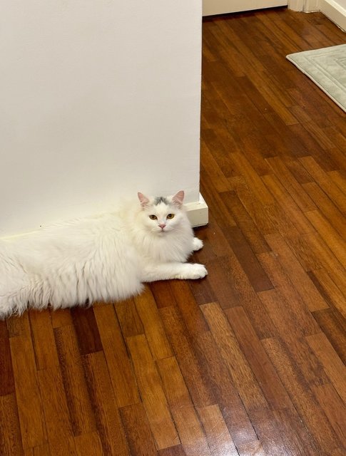 Boboy - American Curl + British Shorthair Cat