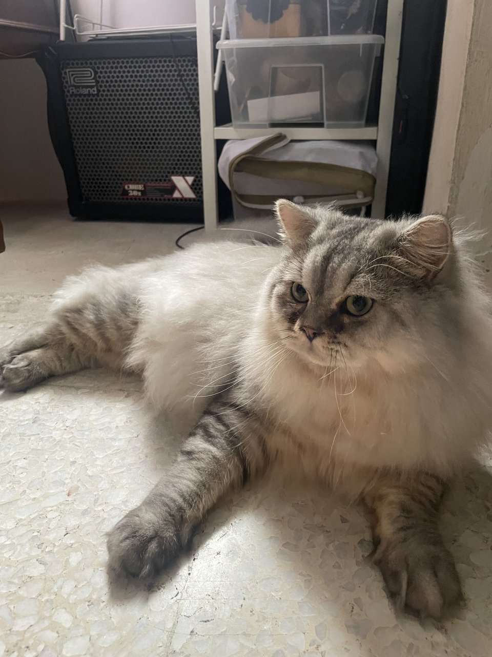 John - British Shorthair + Domestic Long Hair Cat