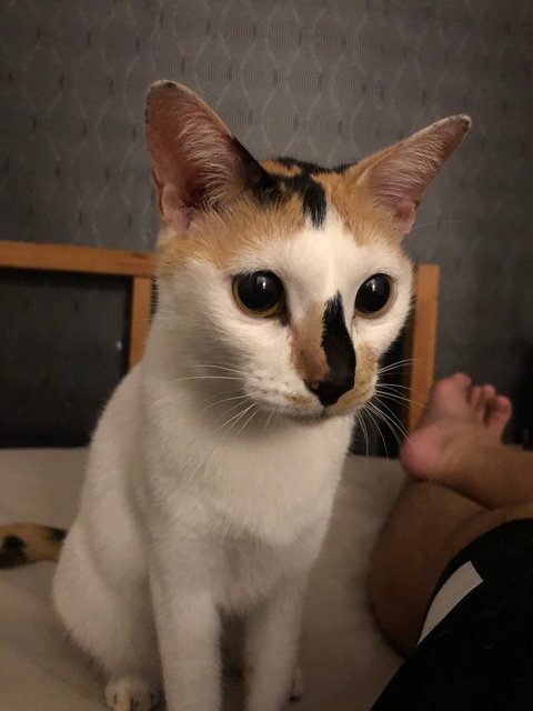 Snowi - Domestic Short Hair + Calico Cat