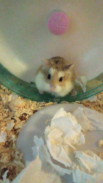 Ham - Roborovsky's Hamster Hamster