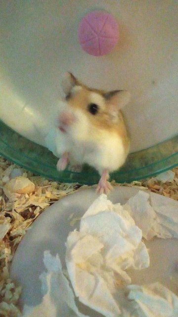 Ham - Roborovsky's Hamster Hamster