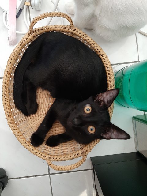 Victor - Bombay Cat