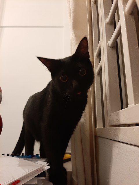 Victor - Bombay Cat