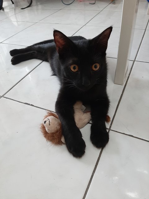 Victor - Bombay Cat