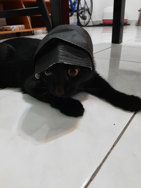 Victor - Bombay Cat