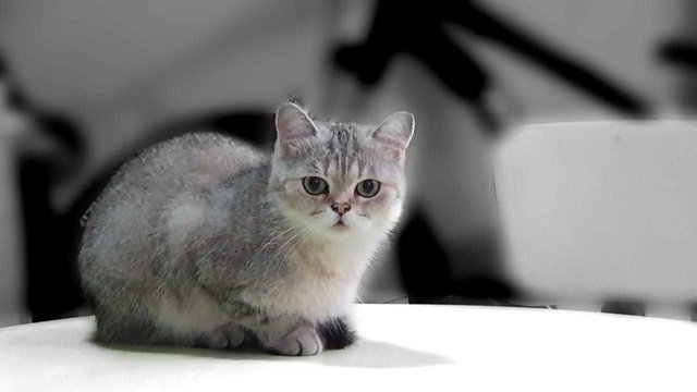 Chuchu - British Shorthair Cat