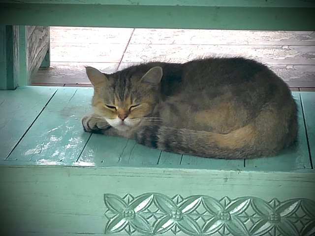 Chuchu - British Shorthair Cat