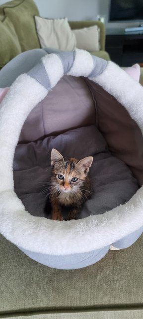 Baby - Domestic Medium Hair + Calico Cat