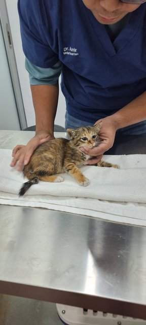 Baby - Domestic Medium Hair + Calico Cat