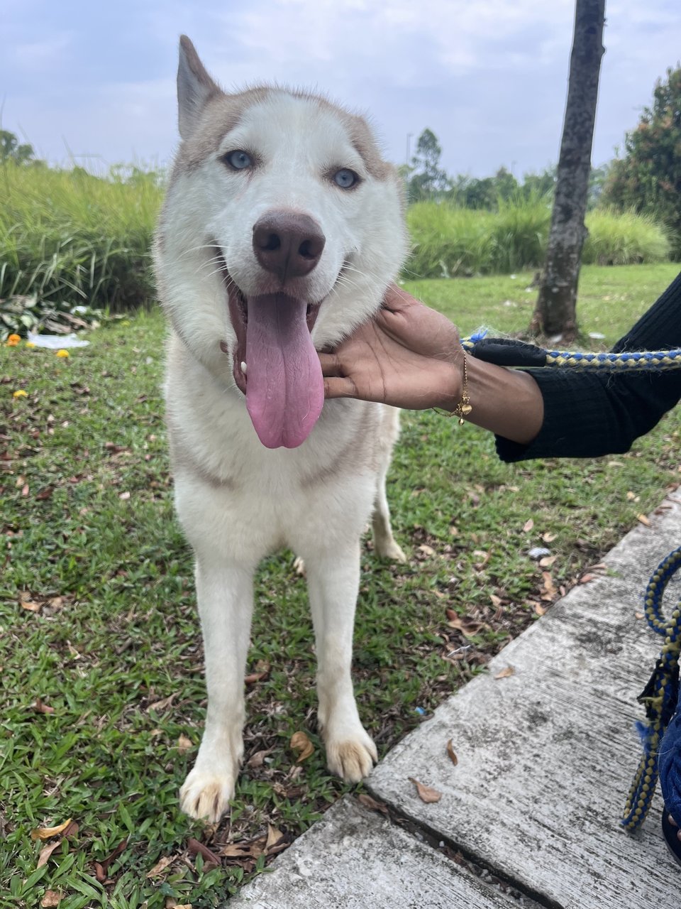 Bruno - Husky Dog