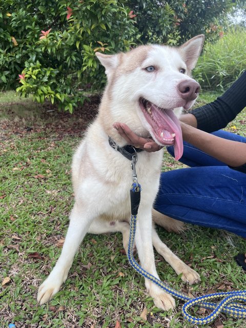 Bruno - Husky Dog