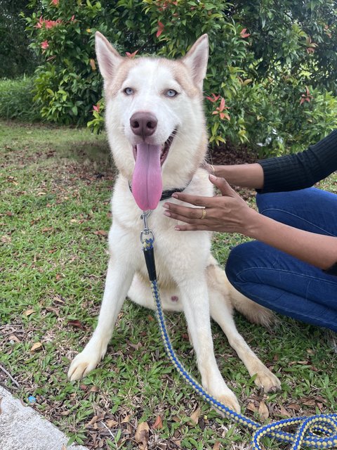 Bruno - Husky Dog