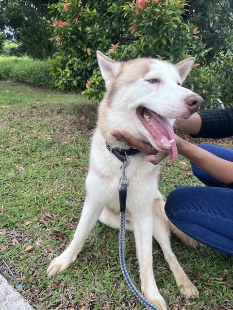 Bruno - Husky Dog