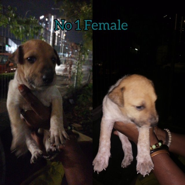 Puppies  - Mixed Breed Dog